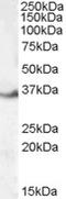 LIM and SH3 domain protein 1 antibody, LS-B4765, Lifespan Biosciences, Western Blot image 