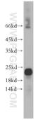 Heat Shock Protein Family B (Small) Member 7 antibody, 15700-1-AP, Proteintech Group, Western Blot image 