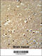 Transcription Factor AP-4 antibody, 61-931, ProSci, Immunohistochemistry frozen image 