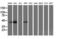 Spermine Synthase antibody, LS-C173063, Lifespan Biosciences, Western Blot image 
