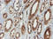 Proteasome Subunit Alpha 6 antibody, LS-C174610, Lifespan Biosciences, Immunohistochemistry paraffin image 