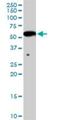 Inhibin Subunit Beta B antibody, H00003625-D01P, Novus Biologicals, Western Blot image 