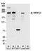 Signal Induced Proliferation Associated 1 Like 3 antibody, A304-155A, Bethyl Labs, Western Blot image 