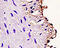 Cyclin D3 antibody, 254527, Abbiotec, Immunohistochemistry paraffin image 