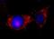 Integrin Linked Kinase antibody, NB100-60451, Novus Biologicals, Immunofluorescence image 
