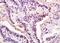 THO Complex 2 antibody, orb2800, Biorbyt, Immunohistochemistry paraffin image 