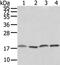 Vesicle Associated Membrane Protein 4 antibody, CSB-PA161202, Cusabio, Western Blot image 