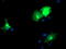 Docking Protein 2 antibody, TA503302, Origene, Immunofluorescence image 