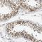 Wnt Family Member 7A antibody, NBP1-86071, Novus Biologicals, Immunohistochemistry frozen image 