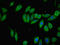 Transmembrane Protein 120B antibody, LS-C396633, Lifespan Biosciences, Immunofluorescence image 