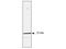 Heat Shock Protein Family B (Small) Member 1 antibody, M00676, Boster Biological Technology, Western Blot image 