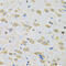 NIP1 antibody, 22-821, ProSci, Immunohistochemistry frozen image 