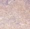 Component Of Inhibitor Of Nuclear Factor Kappa B Kinase Complex antibody, PB9110, Boster Biological Technology, Immunohistochemistry frozen image 