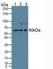 Beclin 1 antibody, LS-C689169, Lifespan Biosciences, Western Blot image 
