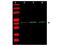 Beta-Actin antibody, A01263, Boster Biological Technology, Western Blot image 