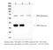 Secreted Phosphoprotein 1 antibody, RP1080, Boster Biological Technology, Enzyme Linked Immunosorbent Assay image 