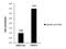 Protein arginine N-methyltransferase 5 antibody, PA5-78323, Invitrogen Antibodies, Chromatin Immunoprecipitation image 