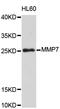 Matrix Metallopeptidase 7 antibody, STJ110951, St John