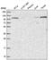 VPS11 Core Subunit Of CORVET And HOPS Complexes antibody, NBP2-47583, Novus Biologicals, Western Blot image 