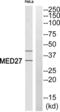 Mediator Complex Subunit 27 antibody, abx015045, Abbexa, Western Blot image 