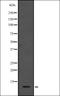 CD7 Molecule antibody, orb337073, Biorbyt, Western Blot image 