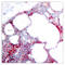 Activating Transcription Factor 2 antibody, LS-C117295, Lifespan Biosciences, Immunohistochemistry paraffin image 