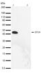 Eukaryotic translation initiation factor 2 subunit 1 antibody, 710292, Invitrogen Antibodies, Western Blot image 