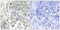 NFKB Inhibitor Alpha antibody, LS-C199098, Lifespan Biosciences, Immunohistochemistry paraffin image 
