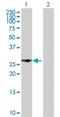 Paired Like Homeodomain 2 antibody, H00005308-D01P, Novus Biologicals, Western Blot image 