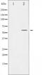 Peroxisome Proliferator Activated Receptor Gamma antibody, abx011790, Abbexa, Western Blot image 