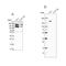 DNA Topoisomerase II Beta antibody, NBP2-58728, Novus Biologicals, Western Blot image 