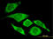 p21 antibody, LS-C196885, Lifespan Biosciences, Immunofluorescence image 