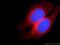 Interferon Induced Transmembrane Protein 2 antibody, 12769-1-AP, Proteintech Group, Immunofluorescence image 