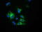 Haptoglobin antibody, M00062-1, Boster Biological Technology, Immunofluorescence image 