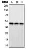 Protein Phosphatase 1 Regulatory Subunit 7 antibody, orb214426, Biorbyt, Western Blot image 