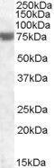 Fem-1 Homolog A antibody, GTX88449, GeneTex, Western Blot image 