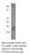 S100 Calcium Binding Protein B antibody, S100B-101AP, FabGennix, Western Blot image 