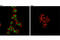 Myeloid Cell Nuclear Differentiation Antigen antibody, 3329S, Cell Signaling Technology, Immunofluorescence image 