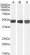 Argininosuccinate Synthase 1 antibody, NBP1-00153, Novus Biologicals, Western Blot image 