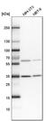 OTU Deubiquitinase, Ubiquitin Aldehyde Binding 1 antibody, HPA039176, Atlas Antibodies, Western Blot image 