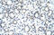 Goosecoid Homeobox 2 antibody, 28-903, ProSci, Immunohistochemistry paraffin image 