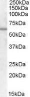 Apolipoprotein B MRNA Editing Enzyme Catalytic Subunit 2 antibody, 46-624, ProSci, Western Blot image 