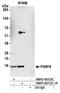 Mitochondrial import inner membrane translocase subunit TIM16 antibody, NBP2-60719, Novus Biologicals, Western Blot image 