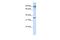 Leucine Rich Repeat Containing 59 antibody, PA5-43326, Invitrogen Antibodies, Western Blot image 