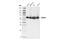 Histone Deacetylase 1 antibody, 34589T, Cell Signaling Technology, Western Blot image 