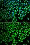 Gastric Inhibitory Polypeptide antibody, GTX55639, GeneTex, Immunofluorescence image 