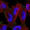 Poly(ADP-Ribose) Polymerase Family Member 6 antibody, HPA026991, Atlas Antibodies, Immunofluorescence image 