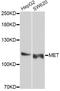 c-met antibody, abx125031, Abbexa, Western Blot image 