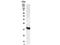 Presenilin 1 antibody, NB200-130, Novus Biologicals, Western Blot image 