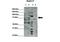 RAD17 Checkpoint Clamp Loader Component antibody, 27-302, ProSci, Enzyme Linked Immunosorbent Assay image 